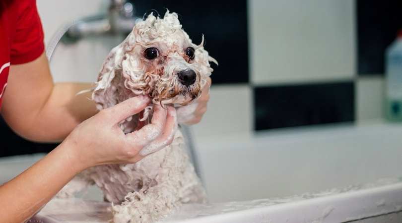 The 7 Best Dog Shampoos for Dry Skin (Reviews & Guide) in 2024 - The ...